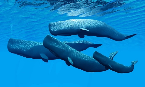 Sperm Whale Image