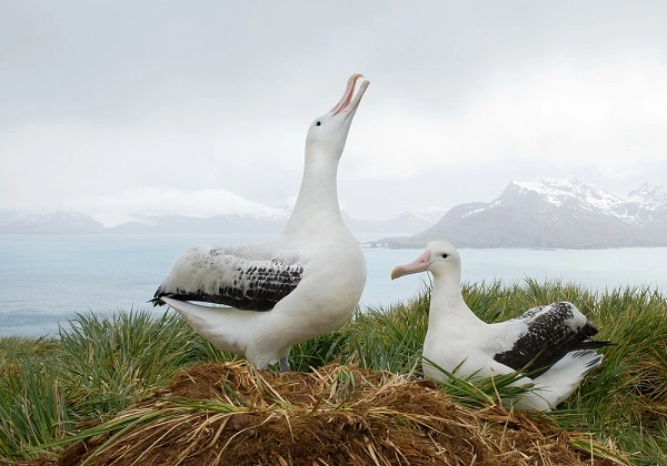 Wandering Albatross Image