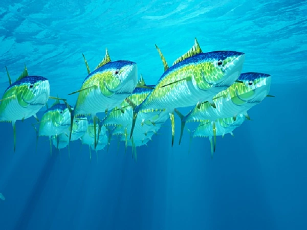 Yellowfin Tuna Image