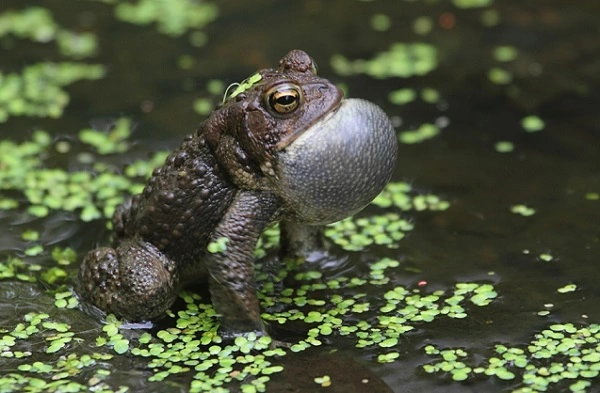 American Toad Image
