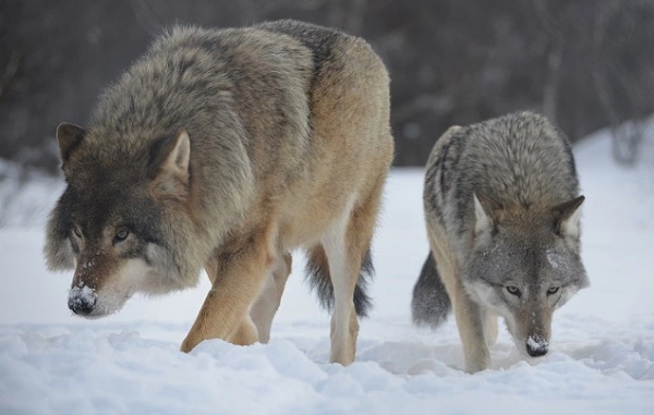 Arctic Wolf Image