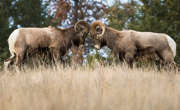 Bighorn Sheep Image