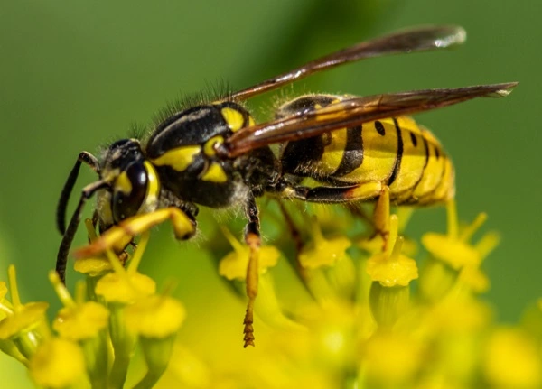 Black Wasp Image