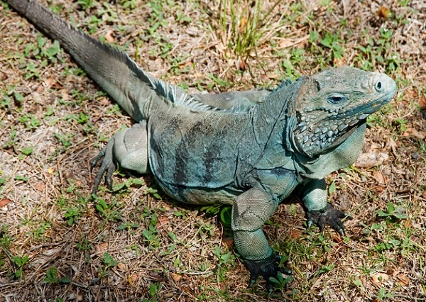 Blue Iguana Image