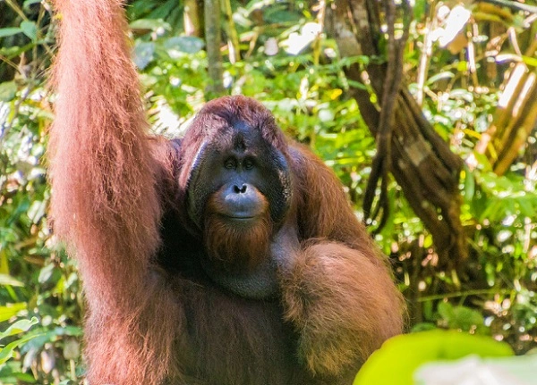 Bornean Orangutan Image