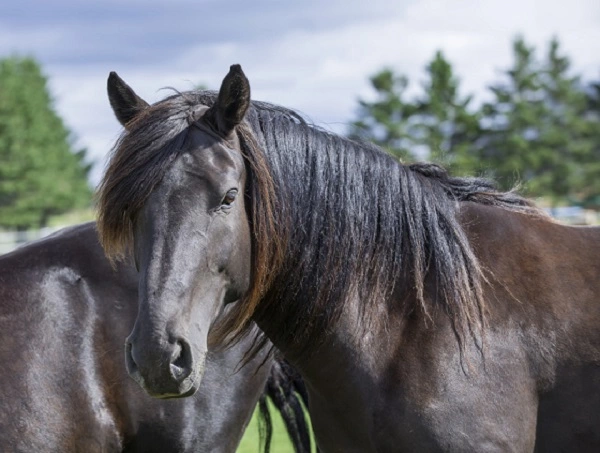 Canadian Horse Image