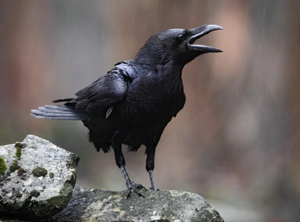 Common Raven Image