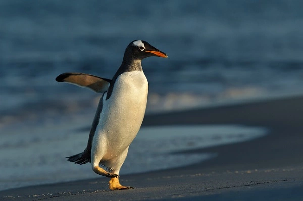 Gentoo Penguin Image