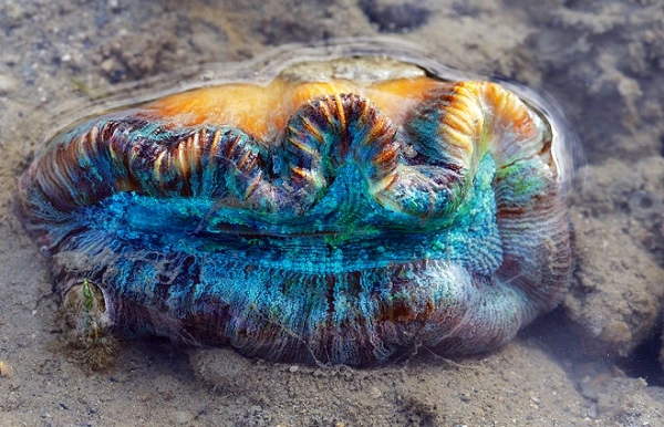 Giant Clam Image