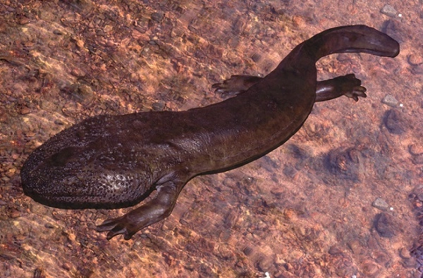 Giant Salamander Image