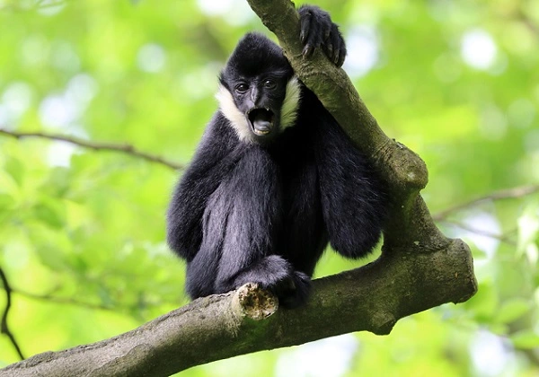 Gibbon Image