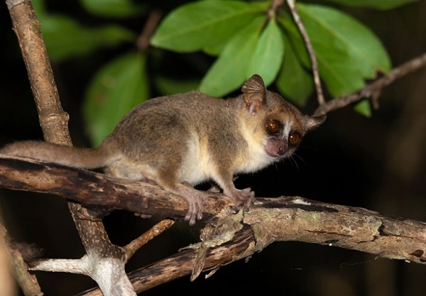 Grey Mouse Lemur - Facts, Size, Diet, Pictures - All Animal Facts