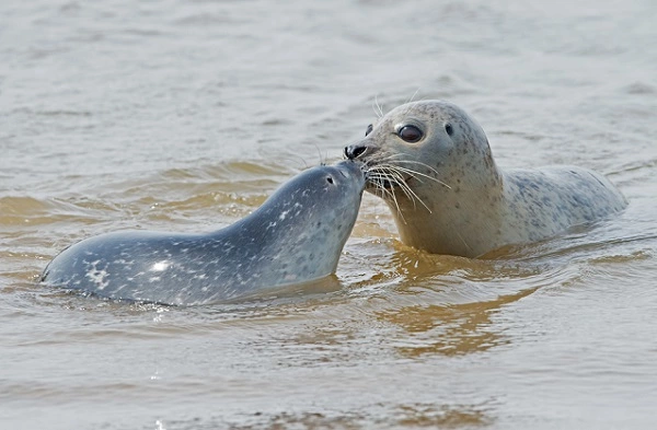 Harbor Seal Image