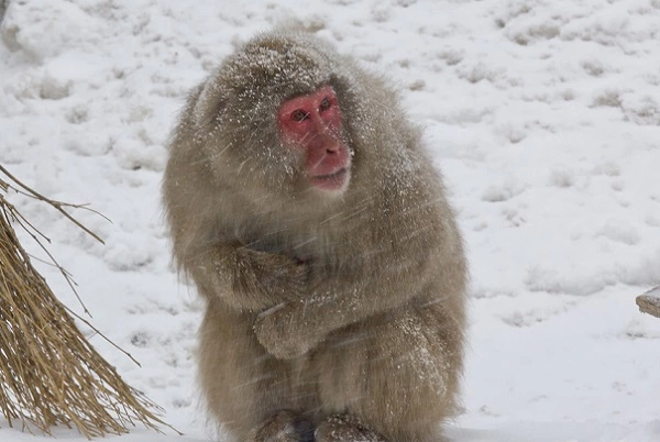 Japanese Macaque Image