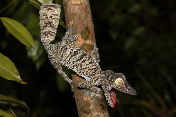 Leaf Tailed Gecko Image