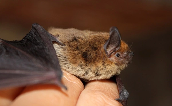 Little Brown Bat Image