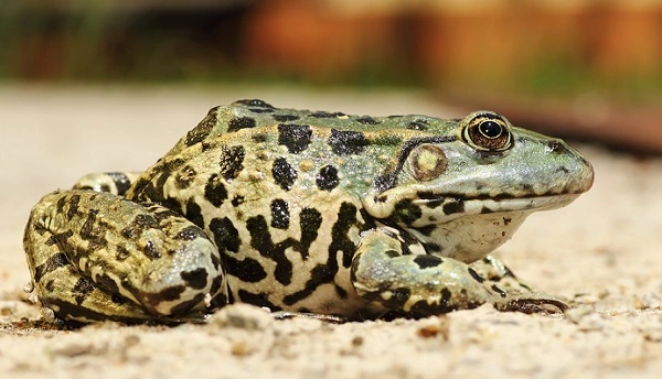 Marsh Frog Image