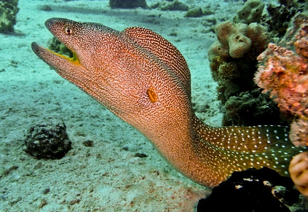 Moray Eel Image