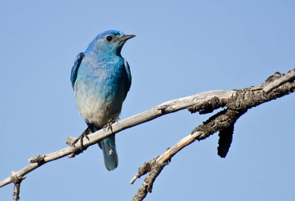 Mountain Bluebird Image