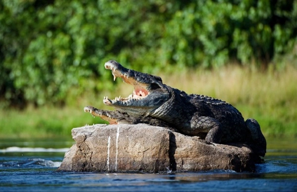 Nile Crocodile Image