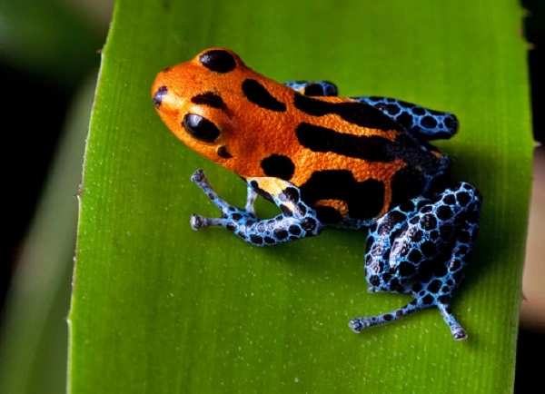 Poison Dart Frog Image
