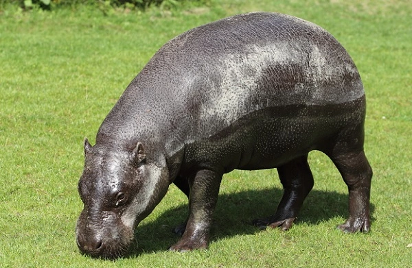 Pygmy Hippopotamus Image