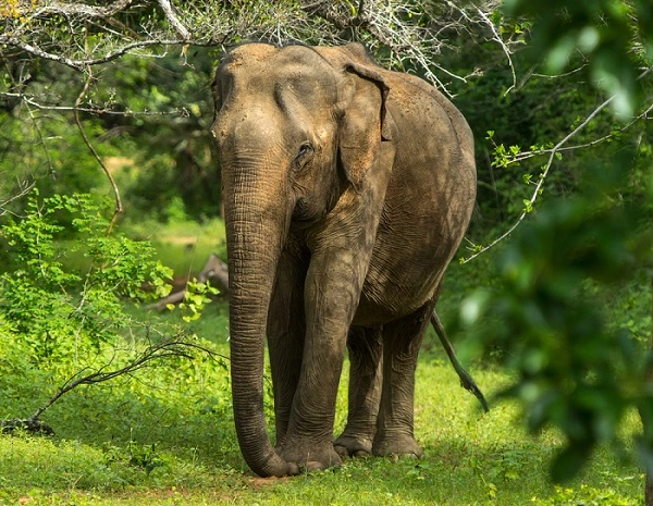 Sri Lankan Elephant Image