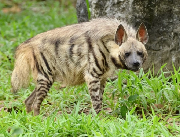 Striped Hyena Image