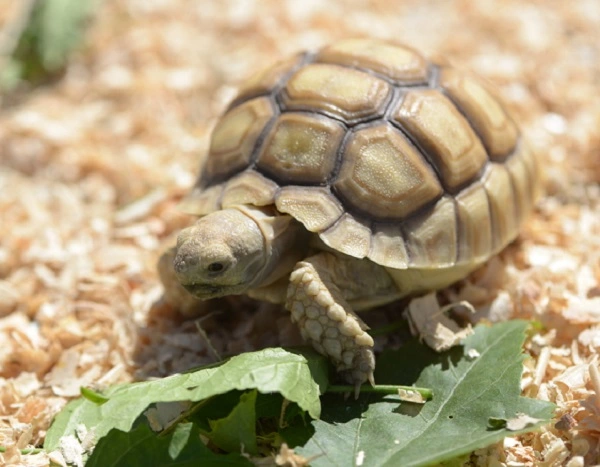 Sulcata Tortoise Image