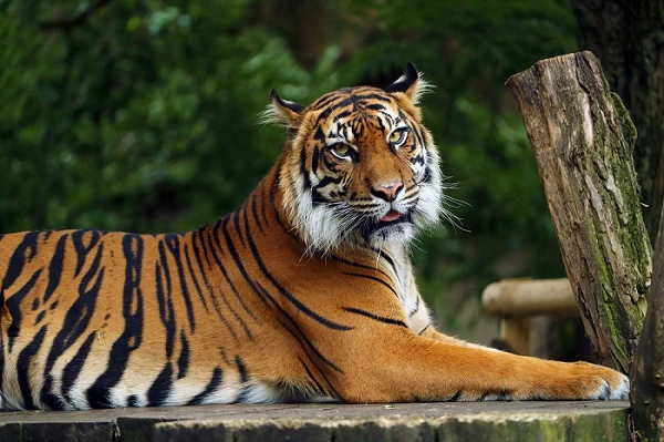 Sumatran Tiger Image