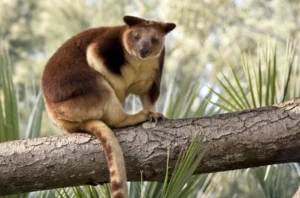 Tree Kangaroo