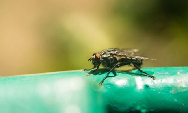 Tsetse Fly Image