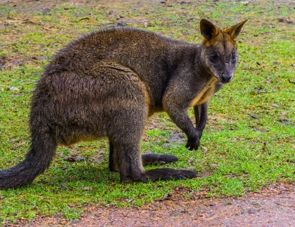 Wallaby Image