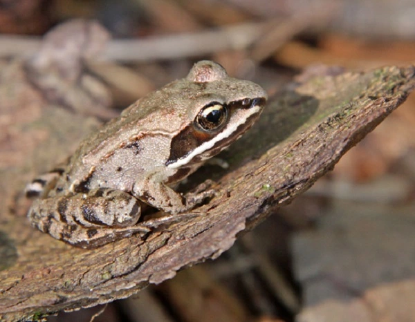Wood Frog Image
