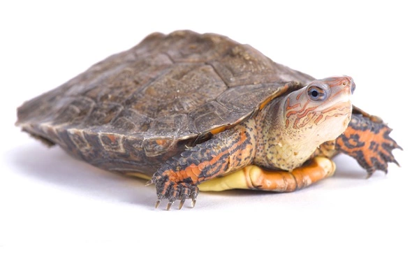 Wood Turtle Image