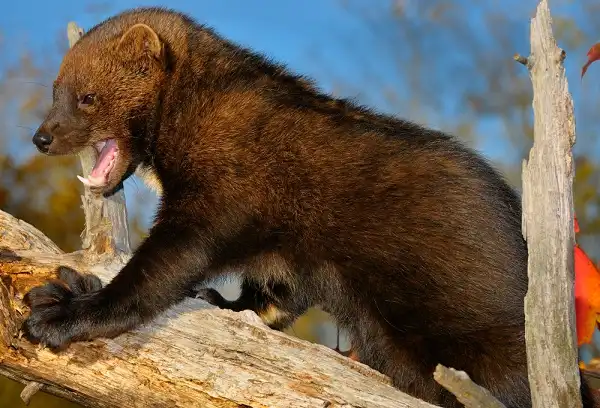 Fisher Cat Facts