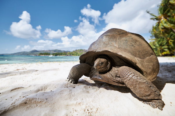 Aldabra Giant Tortoise Image
