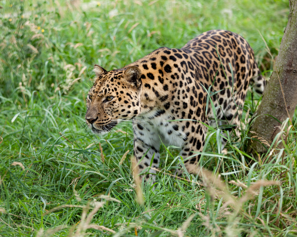 Amur Leopard Image