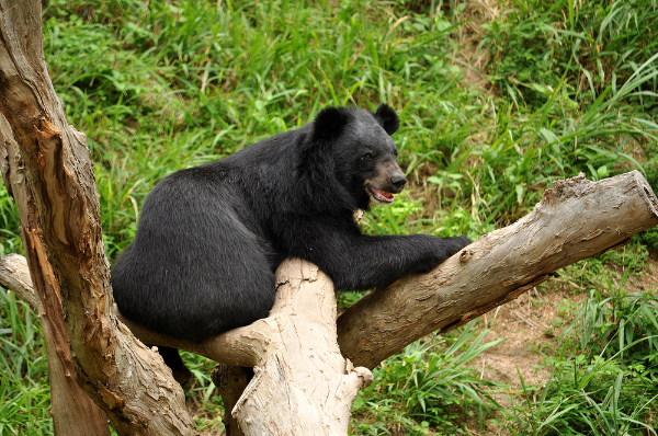 Asiatic Black Bear Image