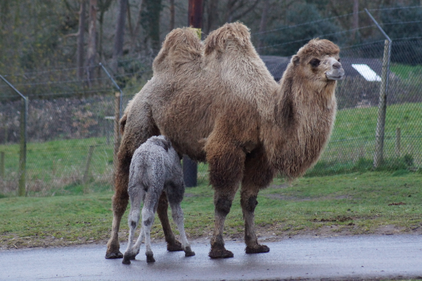 Bactrian Camel Image