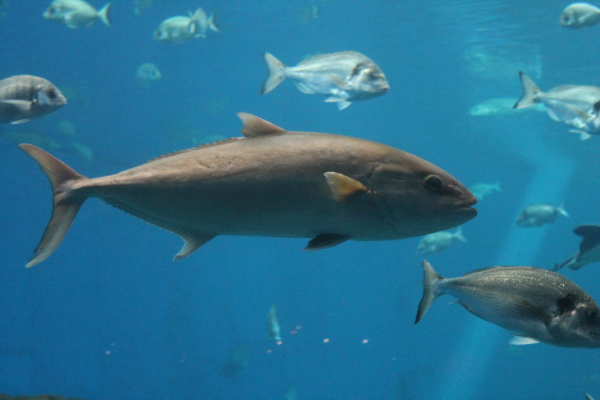 Bluefin Tuna Image