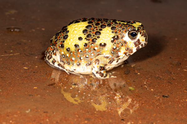 Burrowing Frog Image