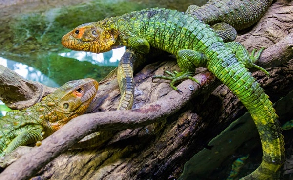 Caiman Lizard Image