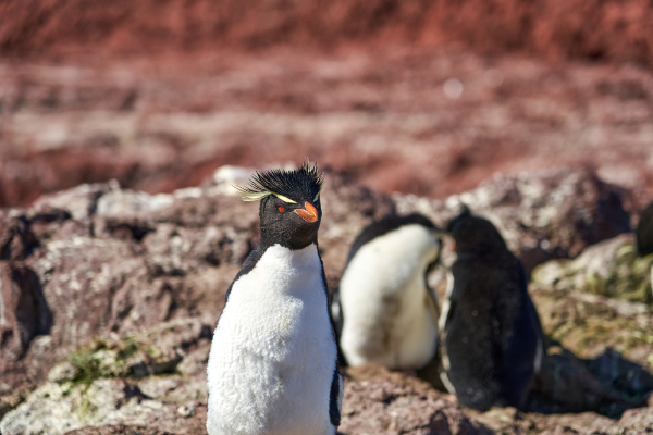 Crested Penguin Image