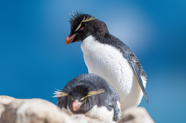 Crested Penguin