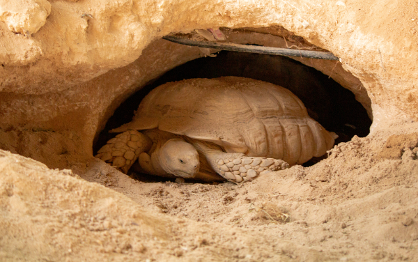Desert Tortoise Image
