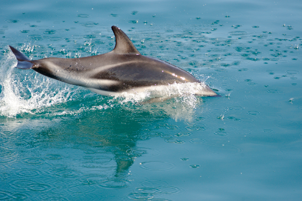 Dusky Dolphin Image