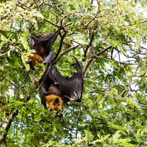 Fruit Bat Image