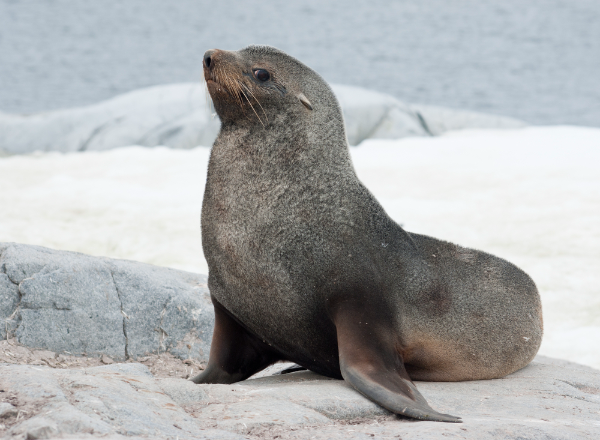 Fur Seal Image