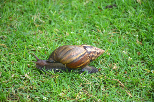 Giant African Land Snail Image